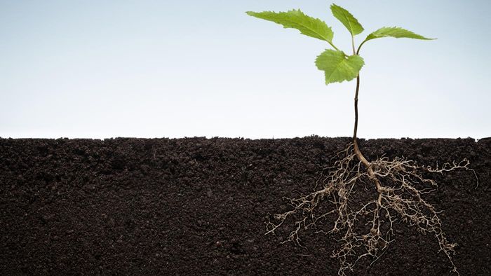 The rhizosphere is the most important area when growing any plant or crop